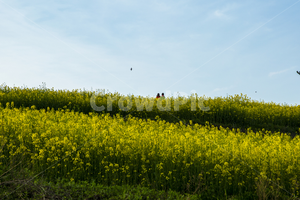 유채꽃,유채꽃밭,자연,풍경,청산도,노랑,하늘,봄,계절,spring,season,자연,풍경,nature,landscape,grassland,목초지,field,들,outdoors,옥외