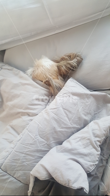 강아지,침대,이불,편안,dog