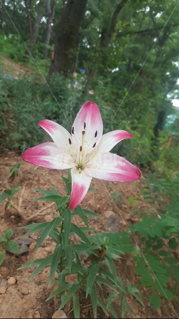 식물,꽃,flower,백하,정원,붉은색,여름꽃