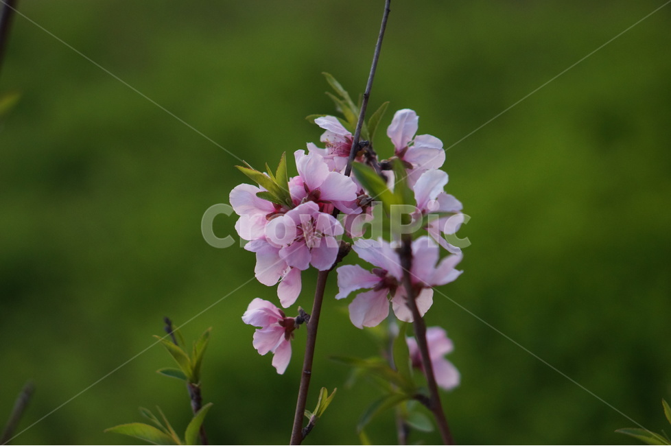 복사꽃,연핑크,길가,봄,해,봄,계절,spring,season,식물,자연,plants,nature,꽃,flower,blossom,geranium,제라늄,plant