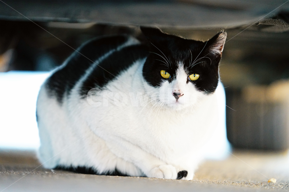 고양이,길고양이,길냥이,야옹이,냐옹이,냥냥이,반려묘,애완묘,반려동물,애완동물,야생동물,펫,캣,mammal,animal,pet,cat,동물,animal,포유류,mammal,고양이,cat,kitten,kitty