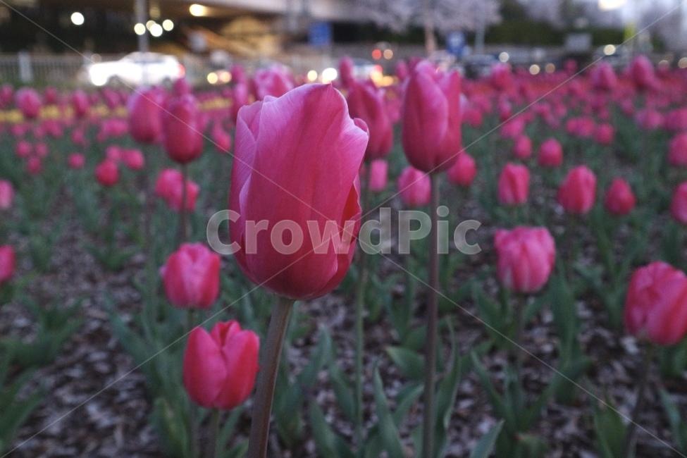 튤립,접사,해질녘,꽃밭,아웃포커싱,식물,자연,plants,nature,꽃,flower