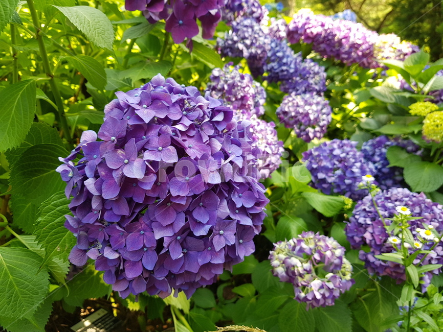 수국,꽃,자연,식물,plant,flower,blossom,예쁜꽃