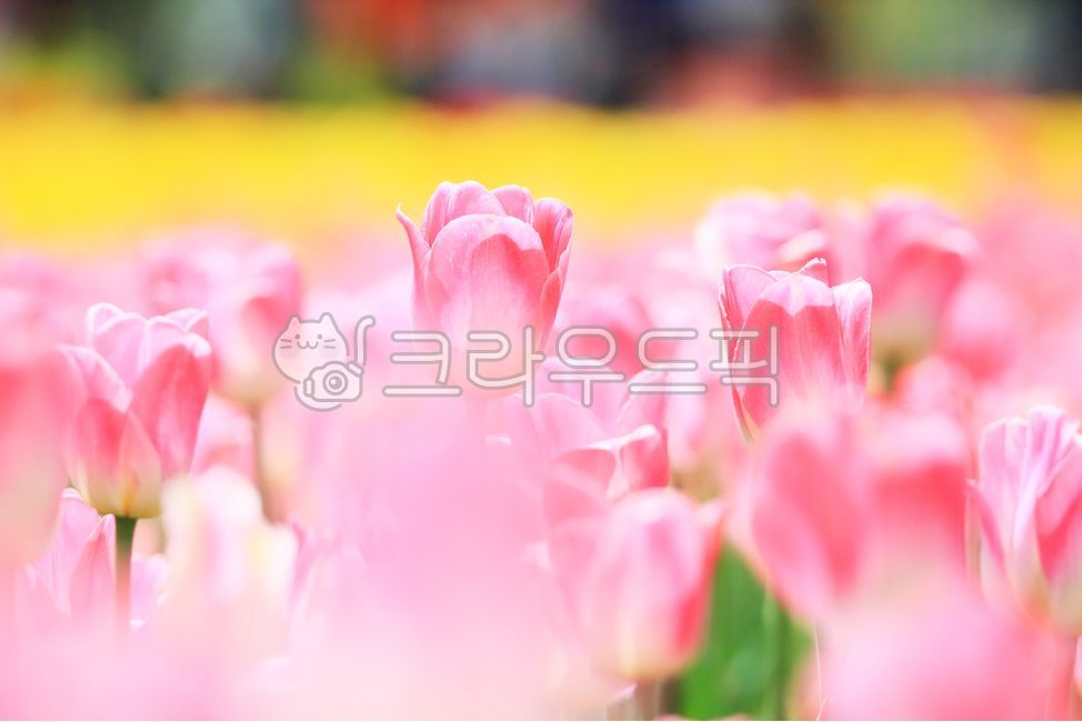 pink,Tulip,flower garden,out of focus,spring flowers,spring,season,close up,blossom,nature,Color,tulip,flower,flower jar,outdoor,outdoors,plant,colorful