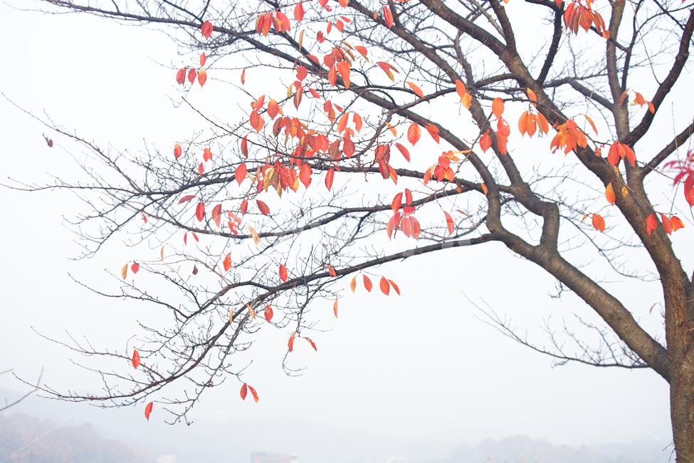 호수,가을,물안개,안개,단풍,계절,풍경,가을,계절,fall,autumn,season,식물,자연,plants,nature,나무,trees,wood,tree,plant,leaf,잎