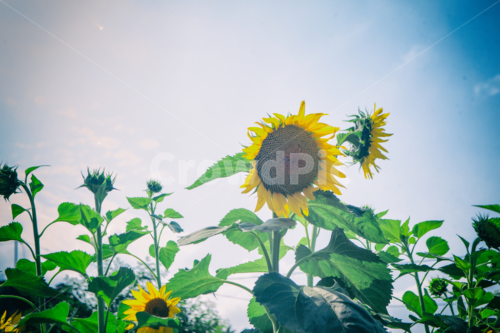 꽃,여름,여름꽃,해바라기,sunflowers,식물,자연,flowers,summer,summerflowers,plant,정물,해바라기꽃,nature,여름,계절,summer,season,식물,자연,plants,nature,꽃,flower,blossom,sunflower