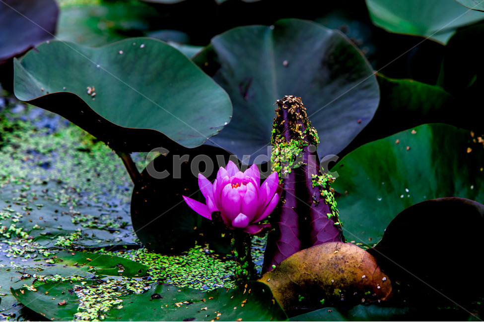 연꽃,연잎,개구리밥,습지,문양,무늬,식물,자연,plants,nature,꽃,flower