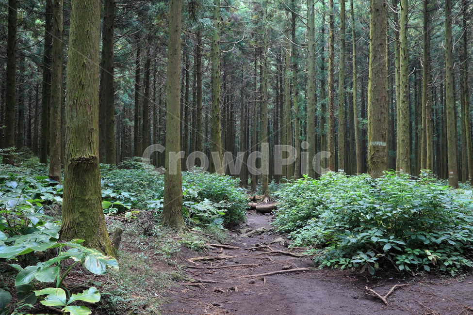 사려니숲,사려니숲길,사려니,샤이니,샤이니숲,샤이니숲길,숲길,숲,숲속,수풀,길,나무,나무숲,삼나무,삼나무숲,피톤치드,공기,건강,깨끗한,환경,산책,산책로,자연,풍경,바닥,공간,배경,백그라운드,명소,야외,실외,녹색,그린,식물,제주,제주도,한국,자연,풍경,nature,landscape