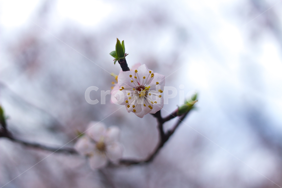 꽃,벚꽃,봄,flower,감성,감성사진,활짝,분홍,핑크,예쁜,자연