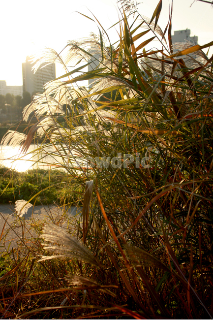 갈대,가을,햇살,석양,오후,선셋,계절,fall,autumn,season,식물,자연,plants,sunset,바람,햇빛,따뜻함,풍경,아파트,건물,강,노을,휴식,감성,sensible,feeling,역광,식물,자연,plants,nature