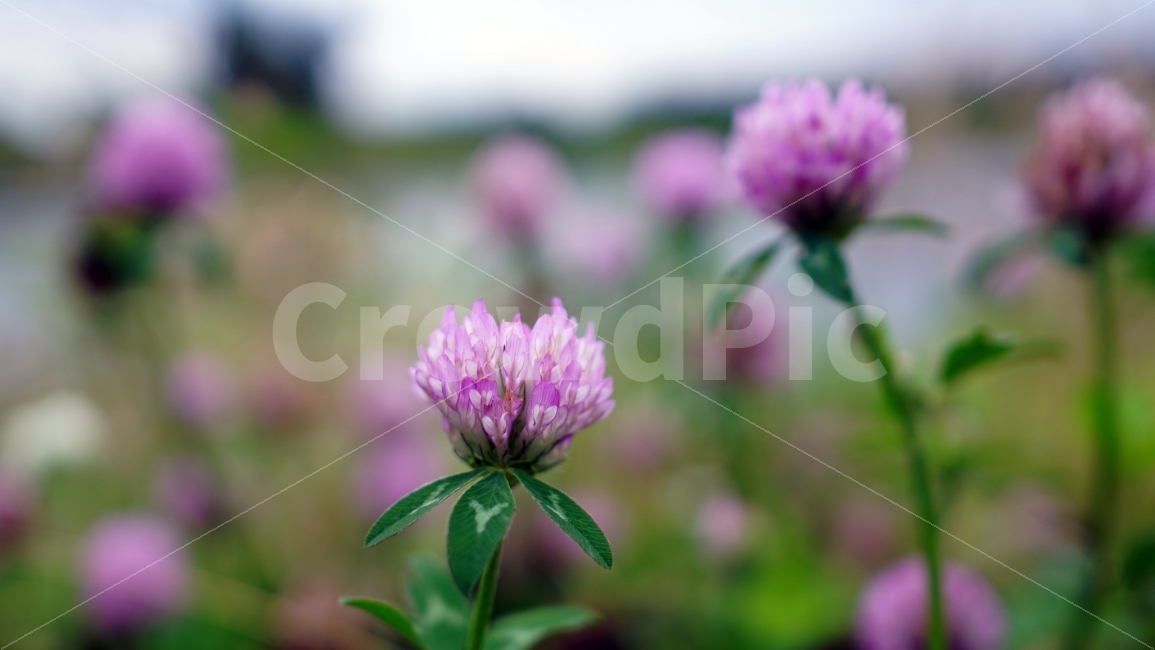붉은토끼풀,꽃,식물,자연,플라워,flower,nature,꽃사진,plants,계절,season,여름,summer,landscape,풍경,감성,감성사진,식물,자연,plants,nature,꽃,flower