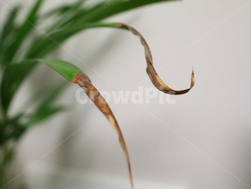 plant,식물,화초,초록,녹색,아레카아쟈,테이블야자,실내,자연,plants,nature,식물,자연,plants,nature