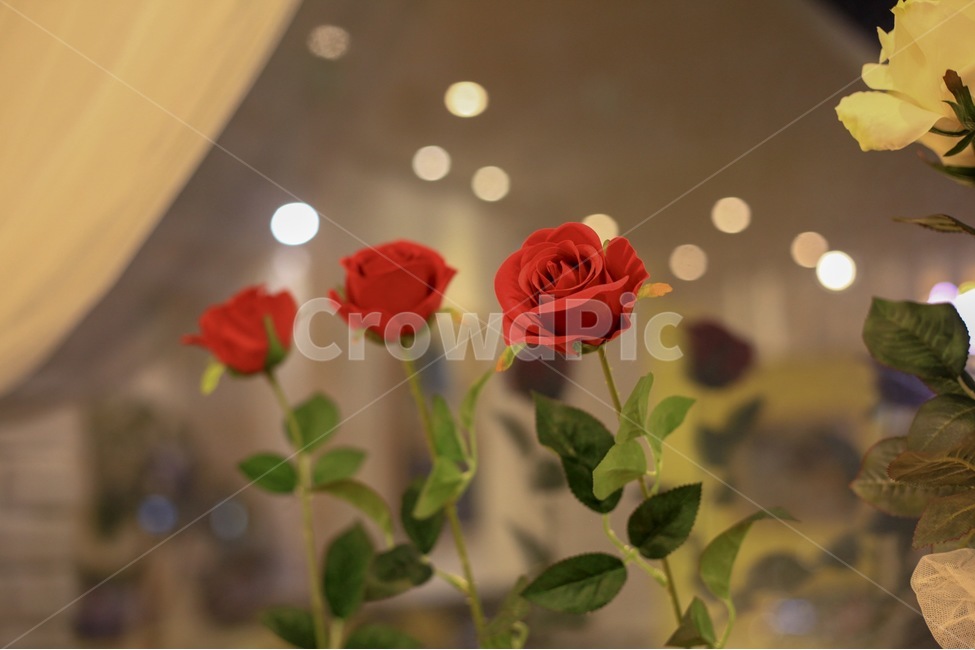 꽃,화분,장미,안개꽃,식물,내부,인테리어,꽃,flower,기념일,축하,anniversary,congratulation,celebrate,celebration
