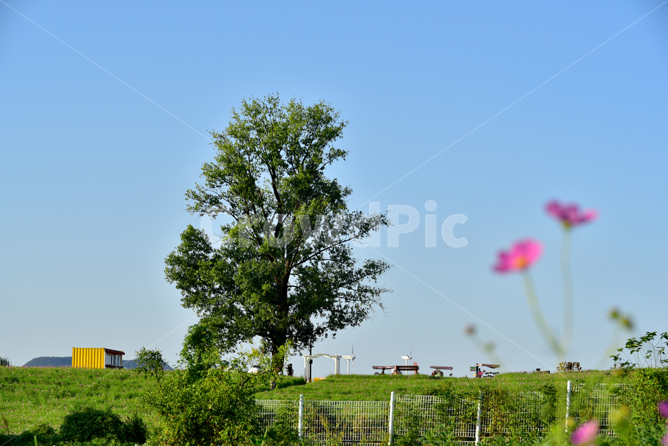 나무,큰나무,언덕,코스모스,하늘,푸른하늘,cosmos,tree,hill,sky,bluesky
