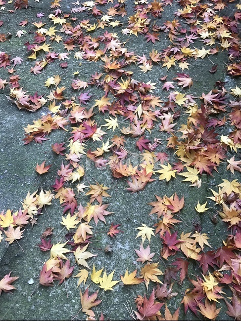 낙엽,쓸씀함,가을,인생,초가을