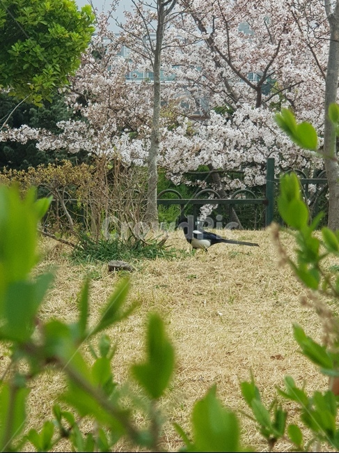 까치,새,한국새,조류,봄