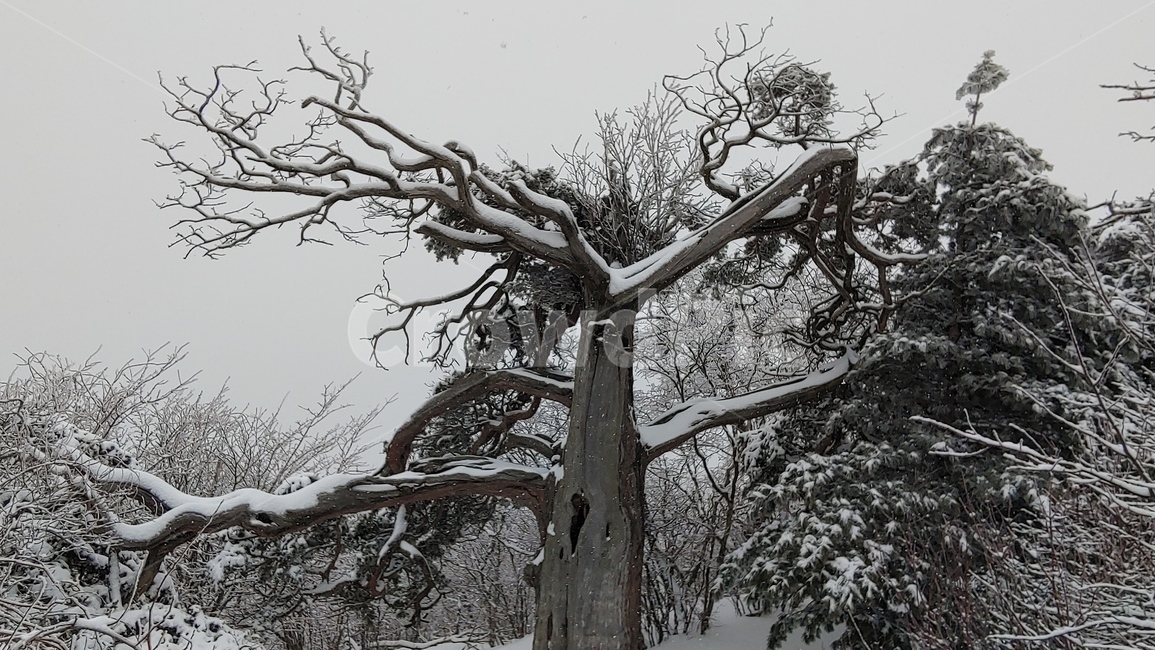 산,설경,풍경,겨울,나무,겨울,계절,winter,season,식물,자연,plants,nature,나무,trees,wood