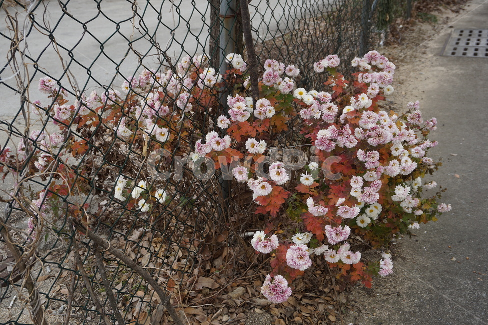 꽃,plant,식물,거리,길거리,잎,잎사귀