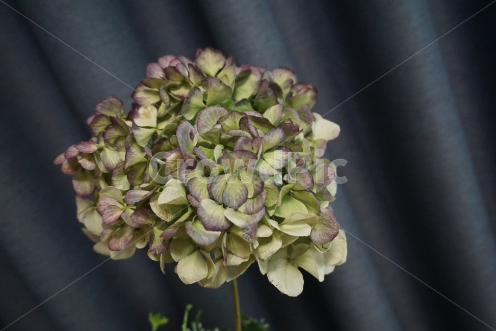 꽃,꽃사진,수국,느낌사진,감성사진,수국꽃,flower,FLOWER,느낌,순수,식물,자연,plants,nature,꽃,flower
