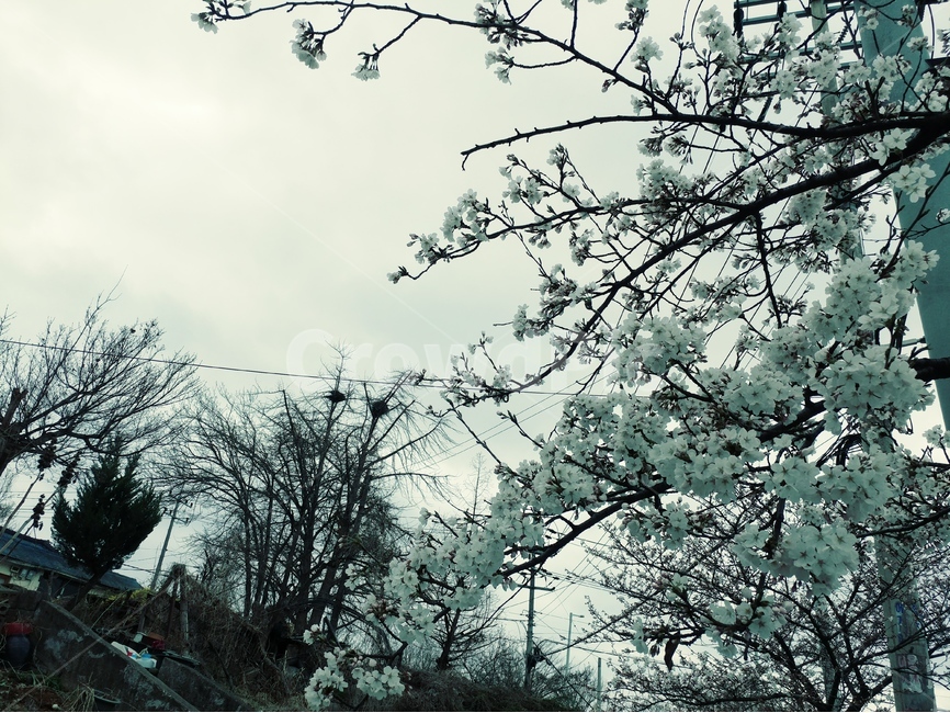 봄,벗꽃,나무,꽃길,분홍,전선,하늘,길,식물,자연,plants,nature,꽃,flower