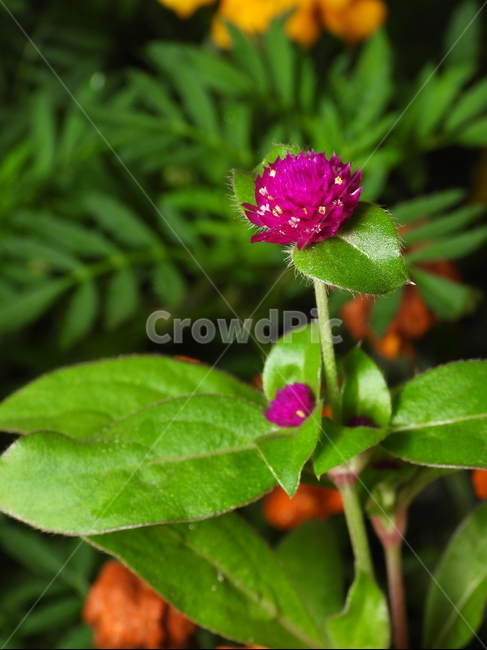 꽃,꽃잎,녹색,식물,자연,배경,백그라운드,천일홍,식물,자연,plants,nature,꽃,flower