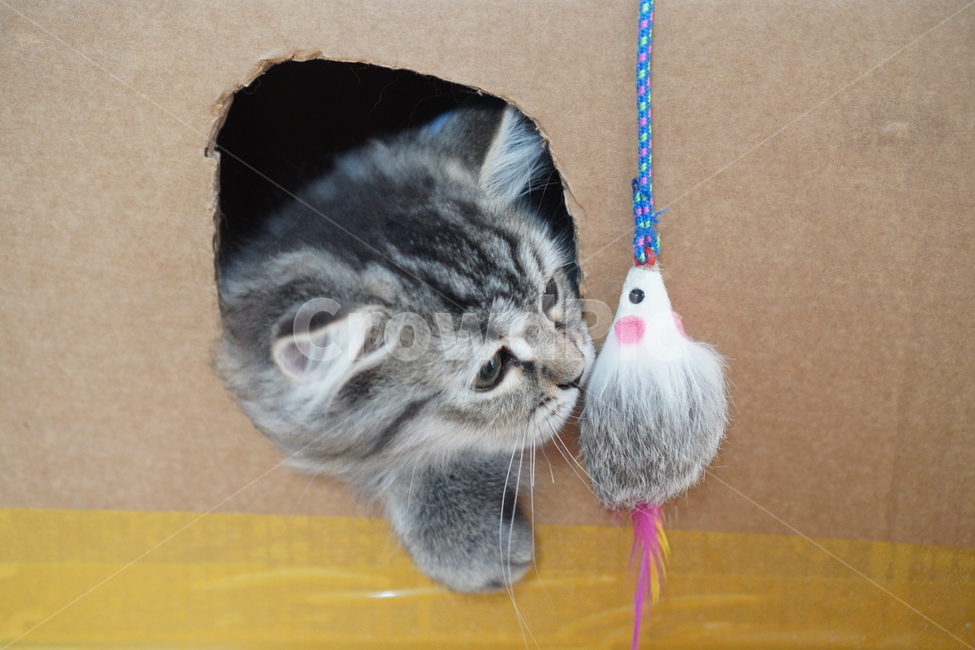 고양이,아기고양이,어린고양이,페르시안,페르시안고양이,냥이,반려묘