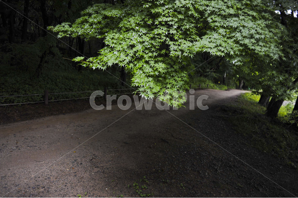 공원,길,나무,자연,산책,park,road,tree,nature,stroll