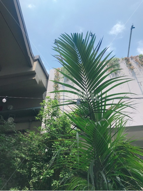 보타닉,식물,카페,식물카페,나무,식물,자연,plants,nature