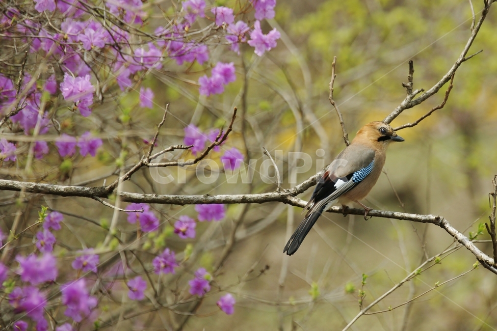 어치,텃새,화조도,산까치,산새,동물,animal,조류,새,birds