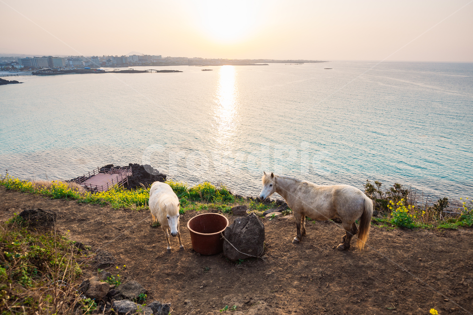 제주도,말,제주말,홀스,노을,감성,바다,해변,동물,제주도,jeju,jeju island,동물,animal,포유류,mammal,산업,industry,industrial,목축업,목장,livestock farming,ranching,pasture