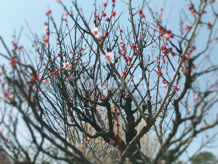 식물,plant,매화,plum,꽃,flower