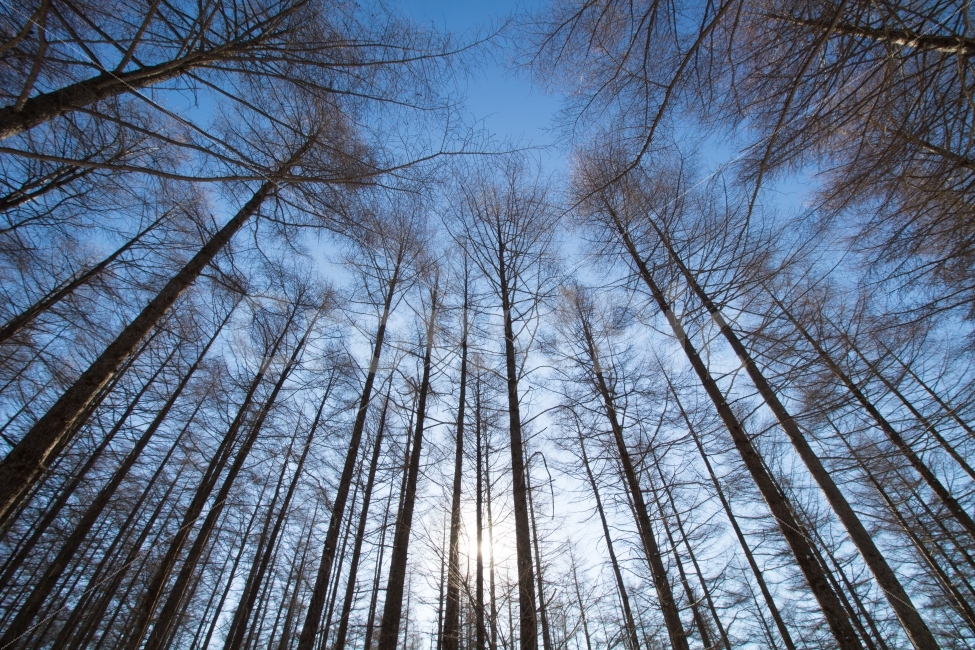 겨울,자연,나무,숲,가지,나뭇가지,산골,하늘,강원도,산,자연,풍경,nature,landscape,겨울,계절,winter,season,tree,plant,식물