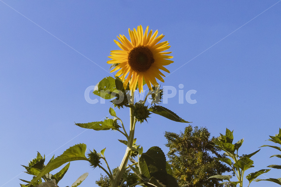 outdoors,옥외,nature,자연,flower,꽃,blossom,상동호수공원,plant,식물,해바라기