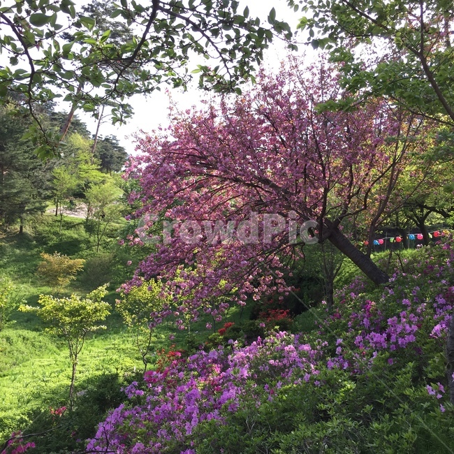 벚꽃,겹벚꽃,봄,숲,초록,왕겹벚꽃나무,식물,자연,계절,분홍,식물,자연,plants,nature,꽃,flower