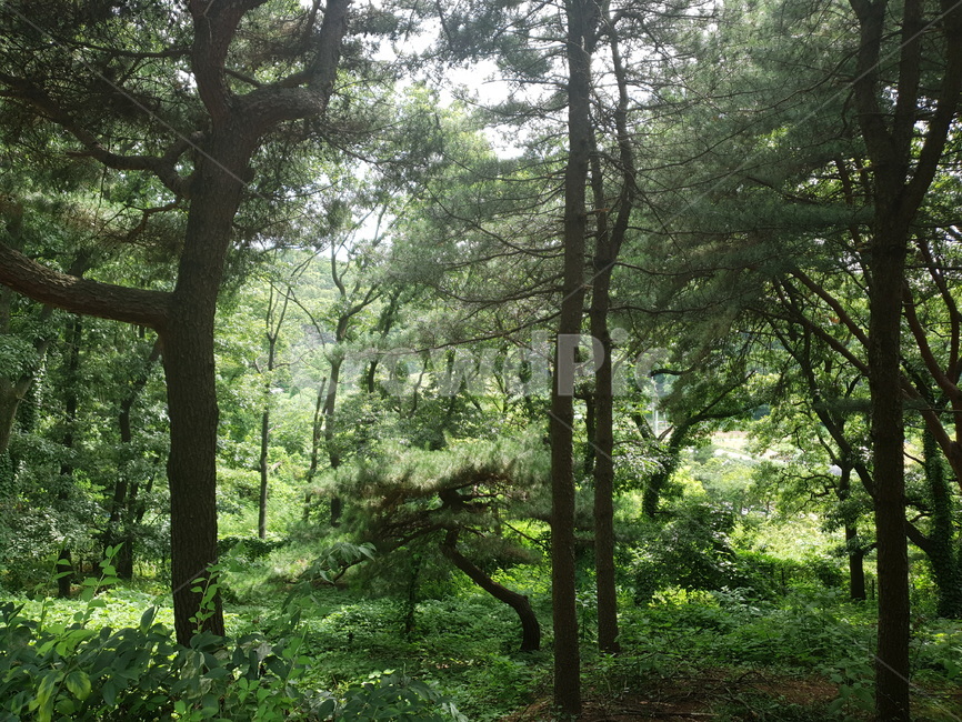 자연,풍경,숲,숲속,나무,풀,초록
