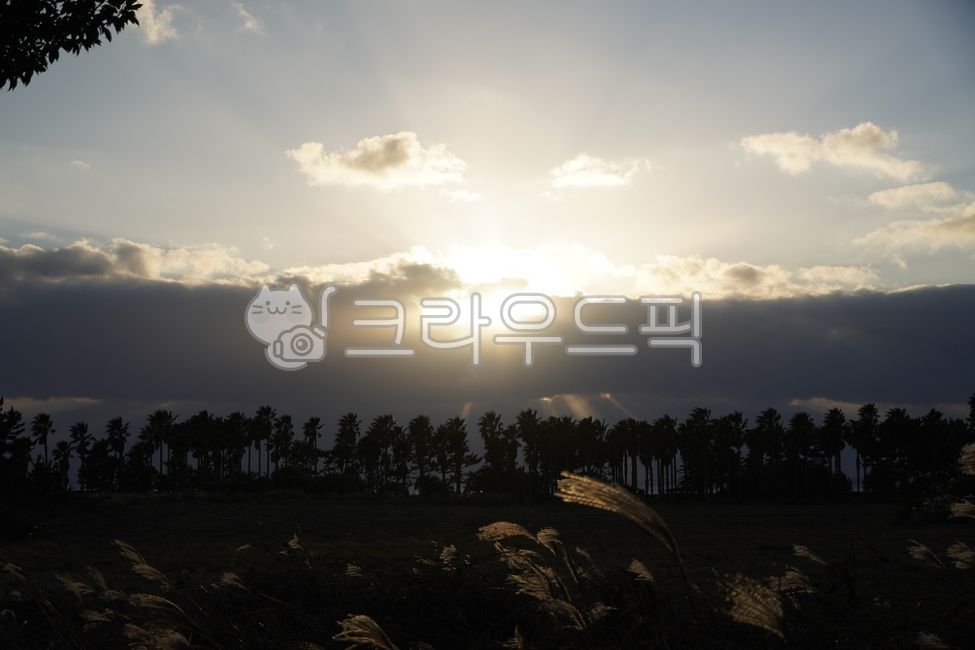 Jeju Island,tree sky,sunset,tree road,cloud color,sunset clouds,sunset backlight