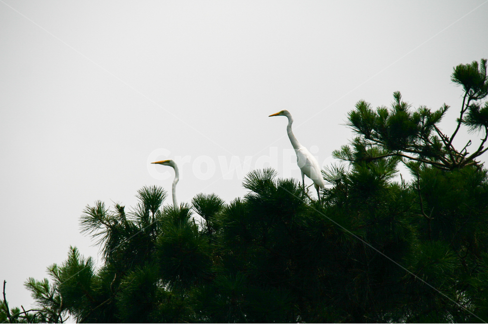백로,소나무,하늘,둥지,날개,동물,animal,조류,새,birds