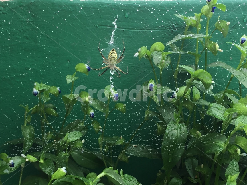 거미,spider,거미줄,식물,plant,곤충,벌레,insect,bug
