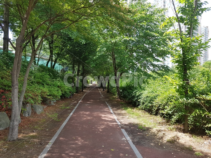 공원,산책로,산책,나무길,숲