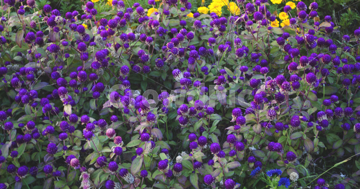 자연,꽃,보라색,보라색꽃,퍼플,야생화,보랏빛,나뭇잎,꽃잎,nature,flower,purple,wildflowers,petals,플라워,꽃밭,식물,자연,plants,nature,꽃,flower