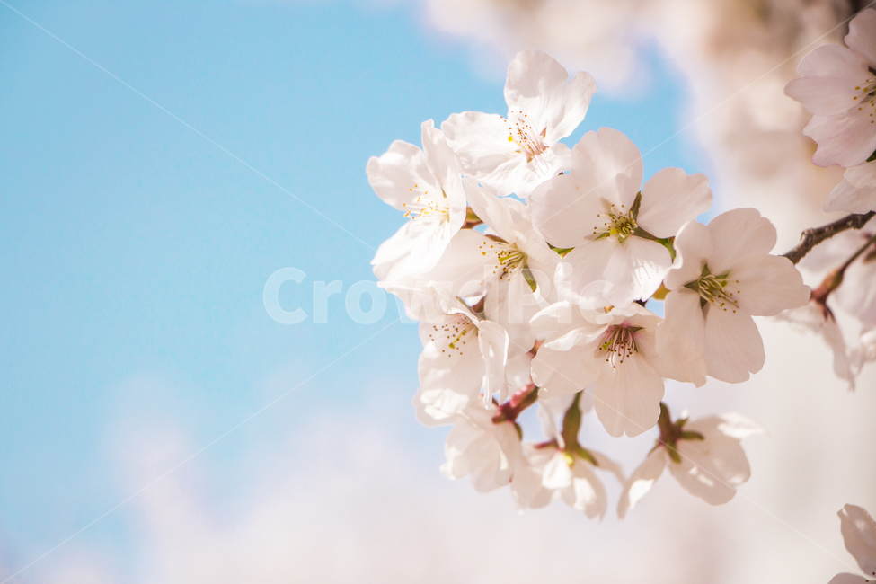벚꽃,봄,나들이,배경,계절,꽃,자연,식물,한국,봄,계절,spring,season,식물,자연,plants,nature,꽃,flower,plant