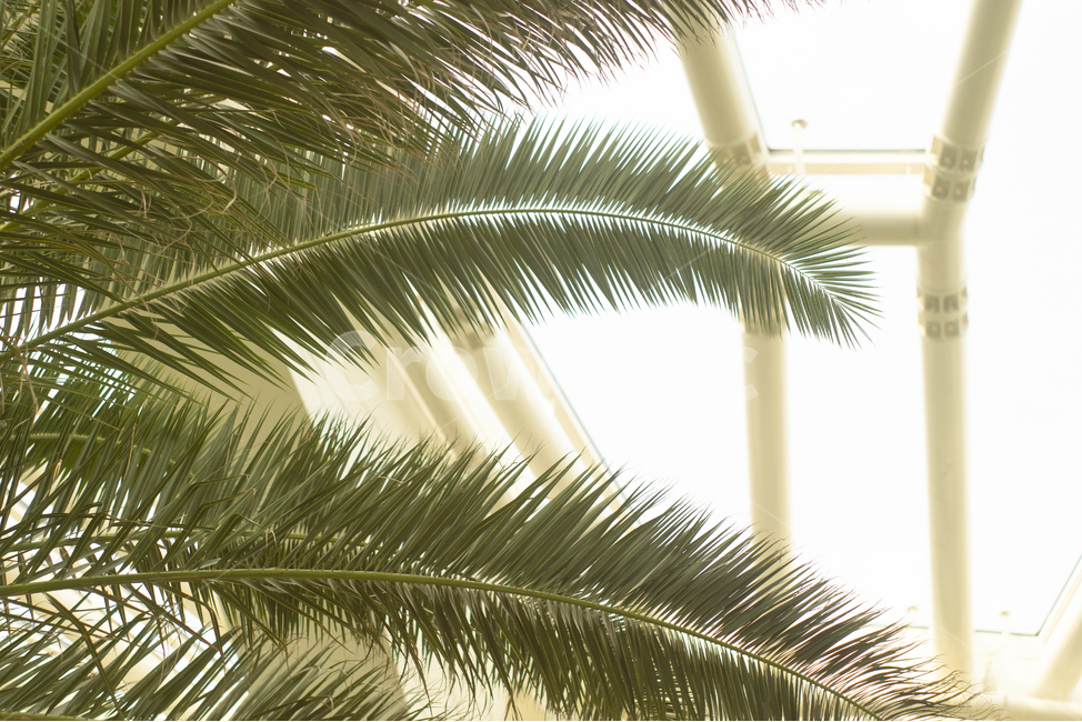 arecaceae,tree,나무,식물,plant,야자수,palmtree,식물원,천장,초록,심도,감성,감성사진,느낌,필름,필름사진,film,식물,자연,plants,nature