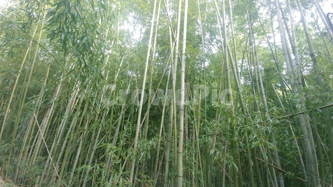식물,plant,대나무,대나무숲,푸른숲