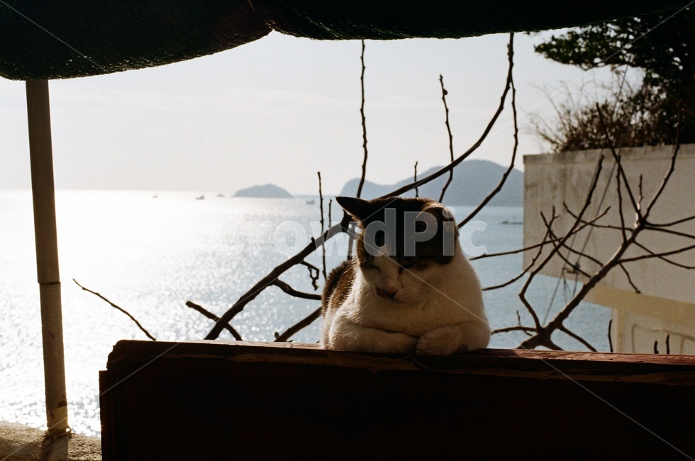 필름사진,filmphotography,필름,고양이,cat,animal,동물,잠든,눈감은,asleep