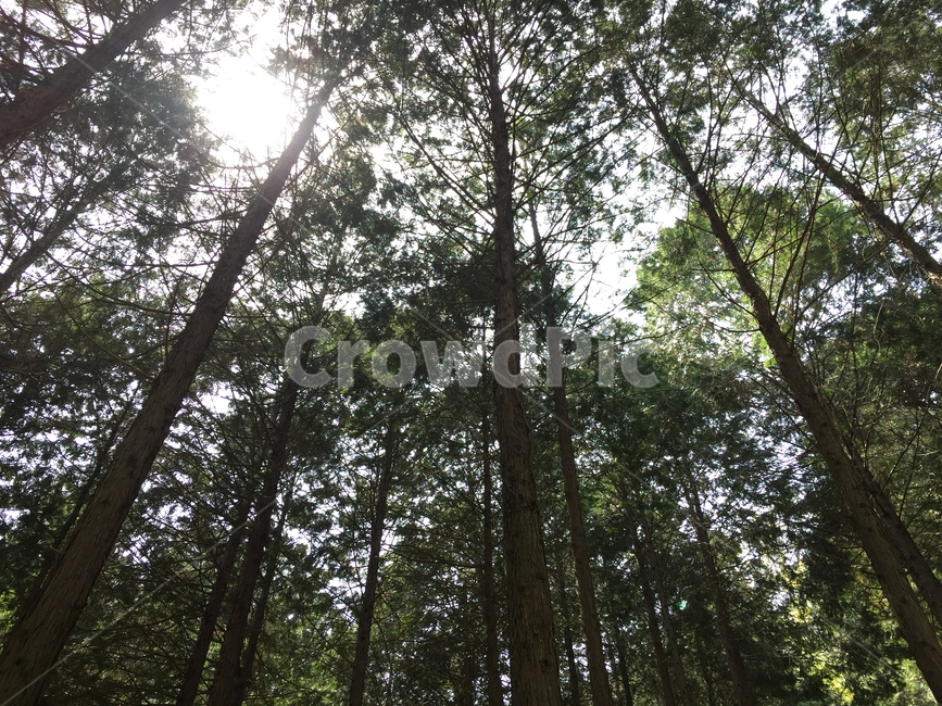 나무,자연,자연풍경,햇살,숲,자연,풍경,nature,landscape,식물,plants,나무,trees,wood,휴식,힐링,rest,relaxation,healing,light,빛,flare,플레어,tree,plant