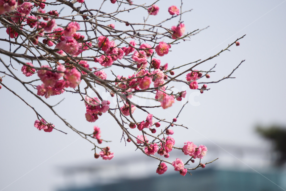 홈매화,봄날,봉은사,감성사진,스냅,봄,계절,springseason,식물,자연,plants,nature,꽃,flower,봄,계절,spring,season,식물,자연,plants,nature,꽃,flower,plant,blossom