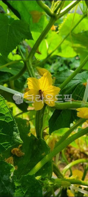 yellow cucumber flower,bee,cucumber,cucumber flower,plant
