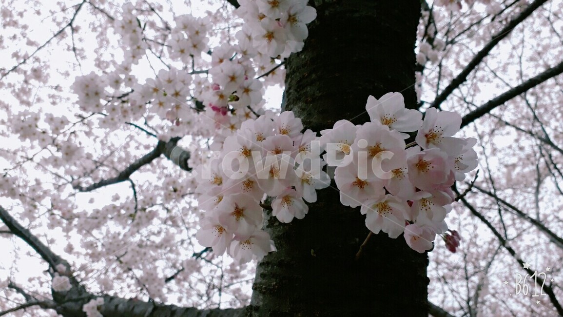 식물,plant,꽃,blossom,flower,벚꽃,cherryblossom,봄,spring