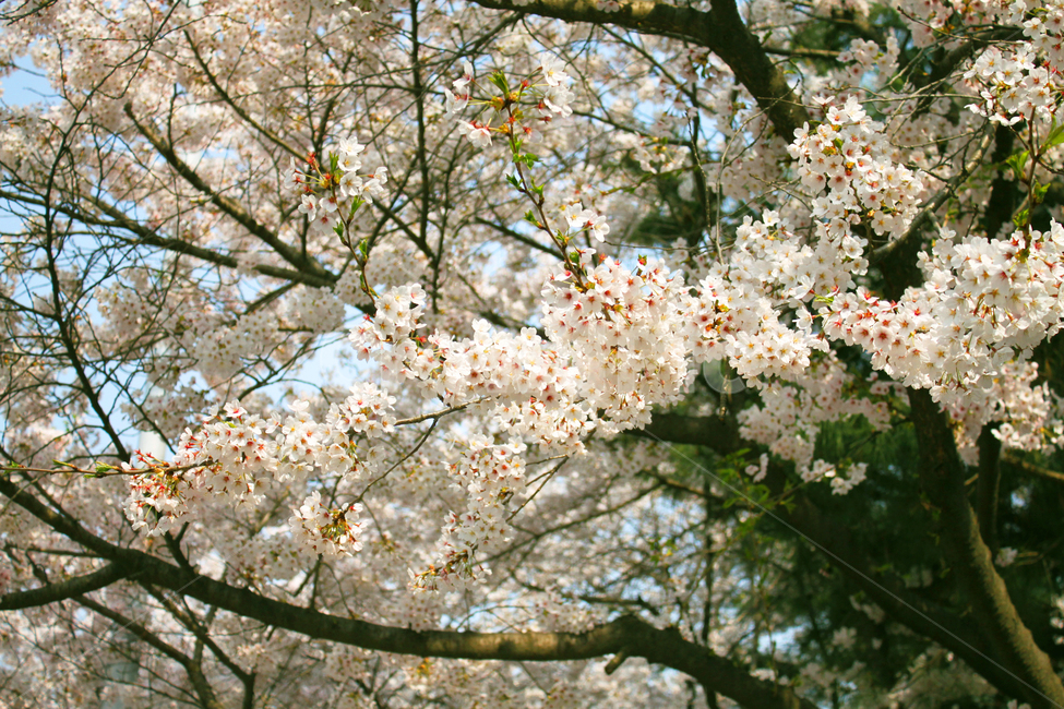 벚꽃,꽃,봄,나무,가지,나뭇가지,봉우리,꽃잎,개화,cherryblossom,blossom,식물,식물,자연,plants,nature,꽃,flower