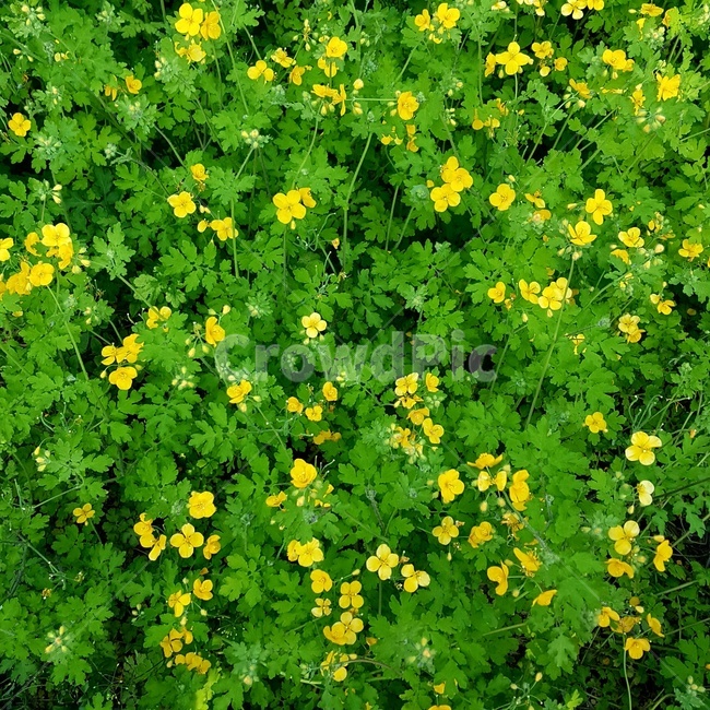 애기똥풀,까치다리,야생화,꽃,flower,자연,원예,조경